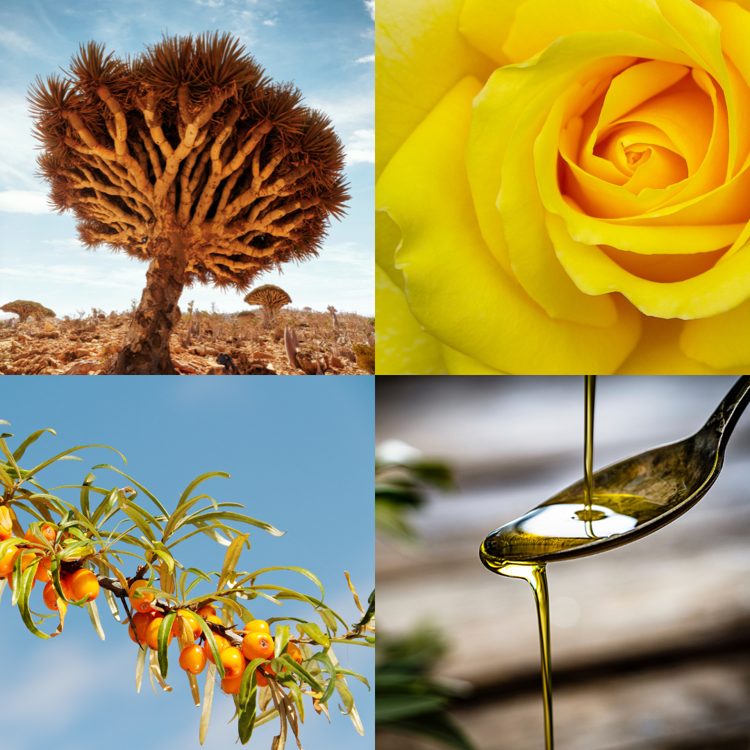 AURA - All in 1 Moisturizer